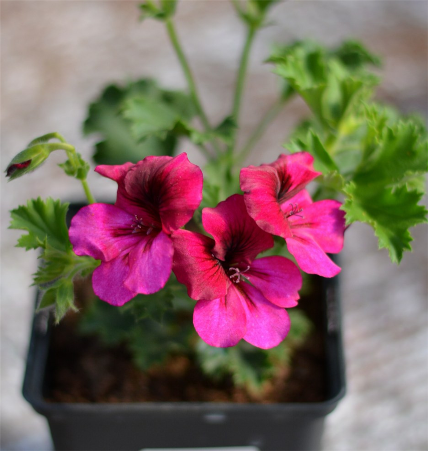 Pelargonija - Crispum Florella MAGENTA (1l)