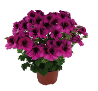 Pelargonija - Crispum Florella MAGENTA (1l)