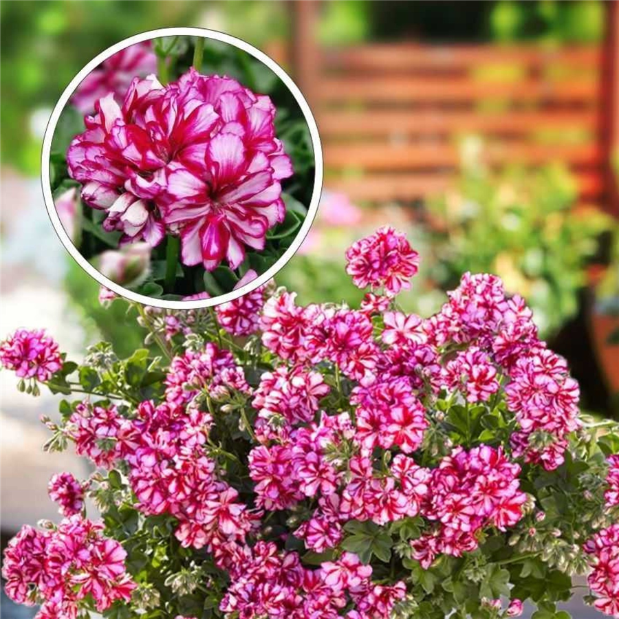 Pelargonija - Medio LOLLIPOP NIXE DARK RED (1l)