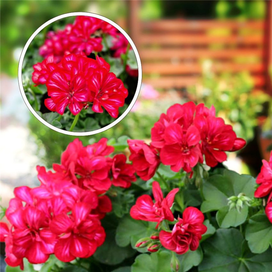 Pelargonija - Sunflair LOLLIPOP CHRIS RED WHITE (1l)