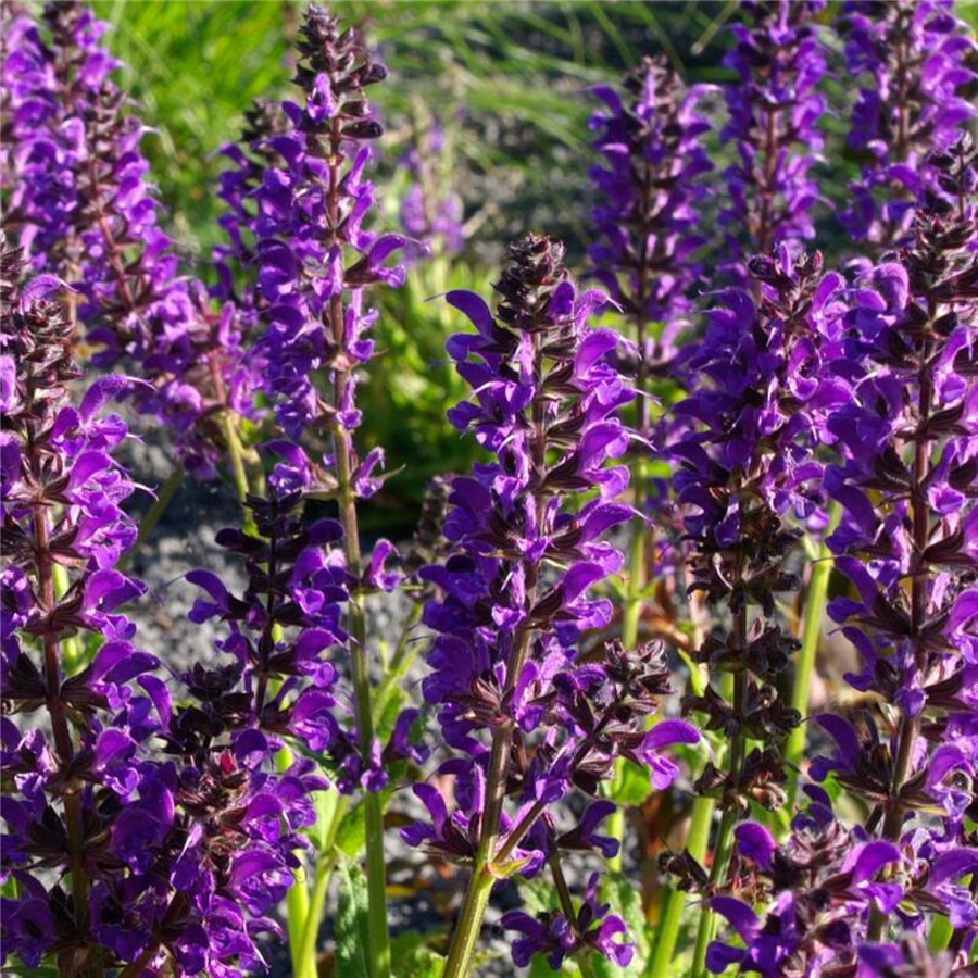 Izcilā salvija - Salvia x superba MAINACHT, P11
