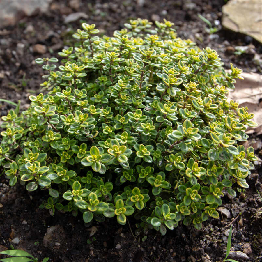 Smaržīgais mārsils  - Thymus x citriodorus Golden Dwarf