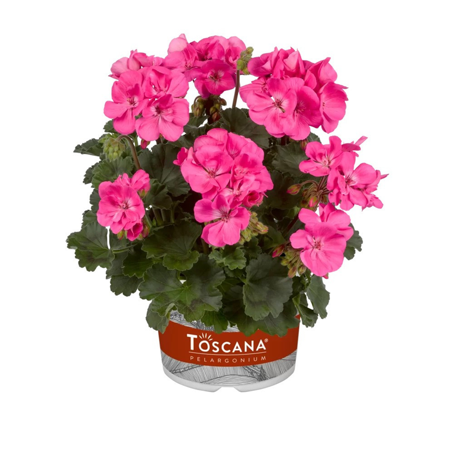 Pelargonija CASTELLO BENJA PINK