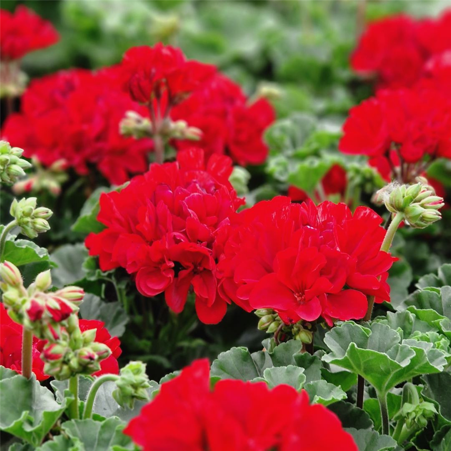 Pelargonija CASTELLO BERND DARK RED