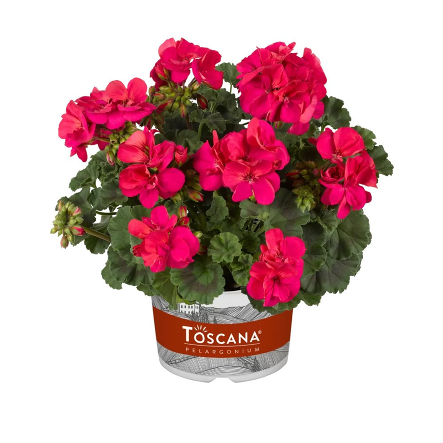 Pelargonija CASTELLO NAOMI NEON PURPLE
