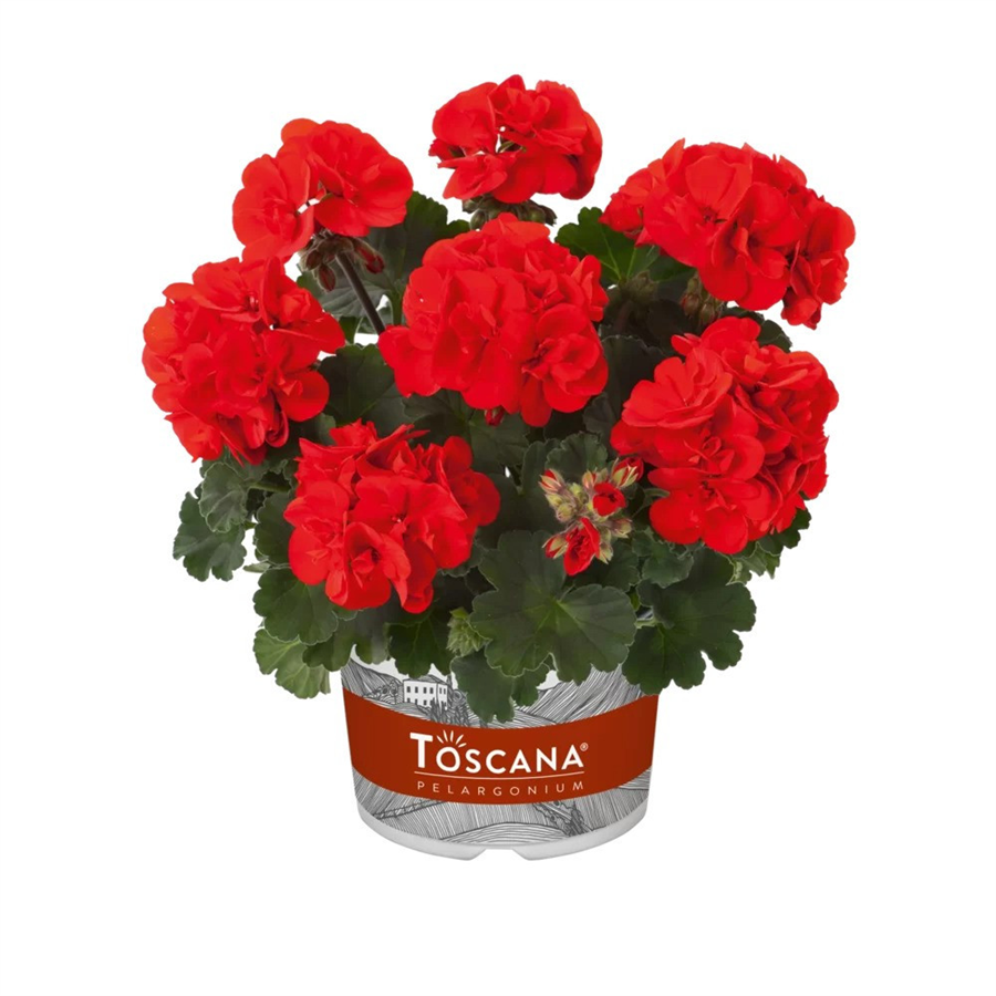 Pelargonija CASTELLO RONJA RED