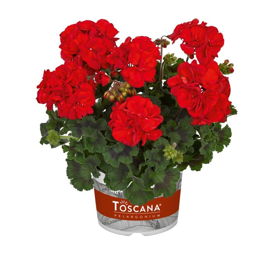 Pelargonija DOLCE VITA MYLENA RED