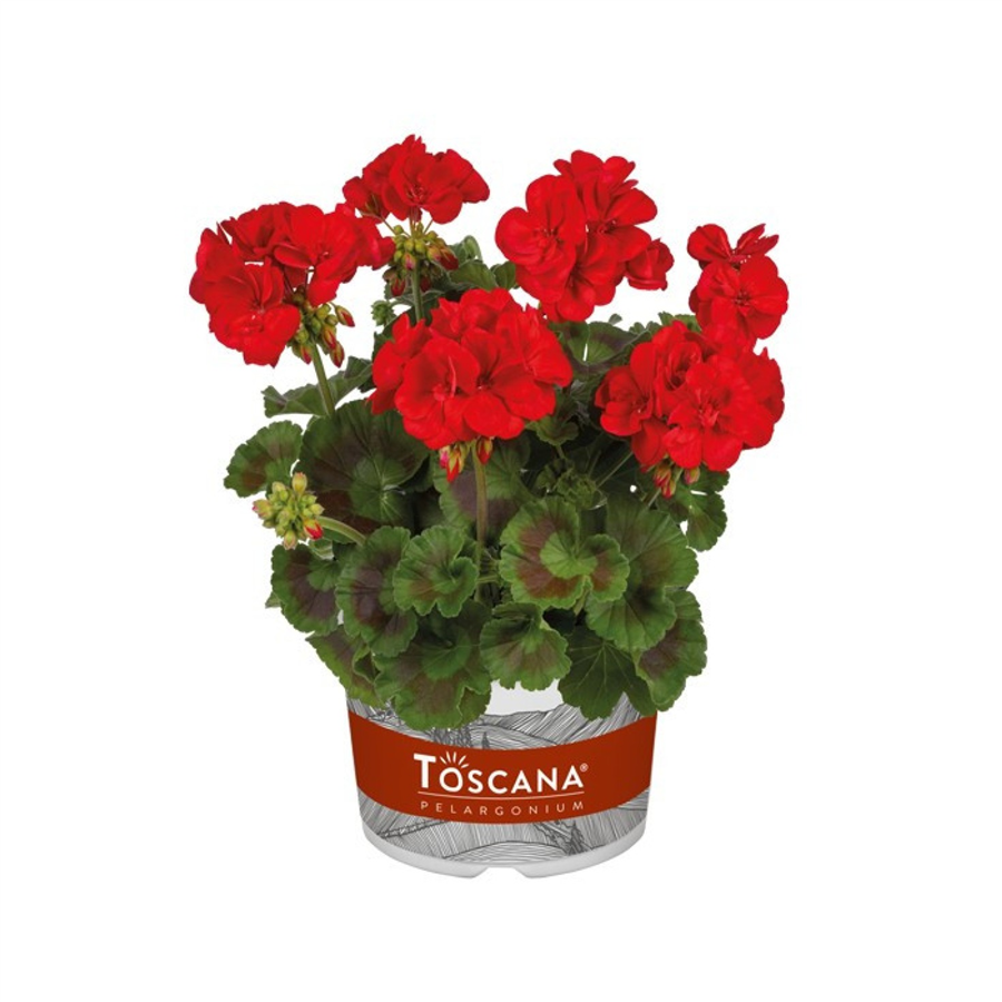 Pelargonija GALAXY RED Impr