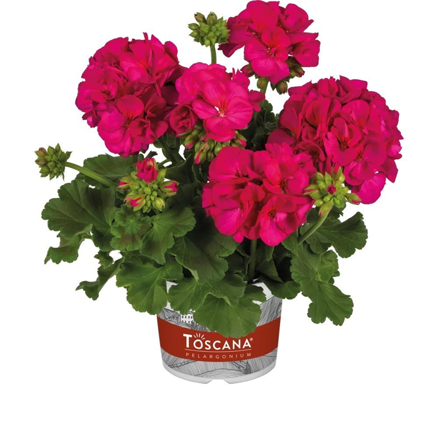 Pelargonija GALAXY VIOLET