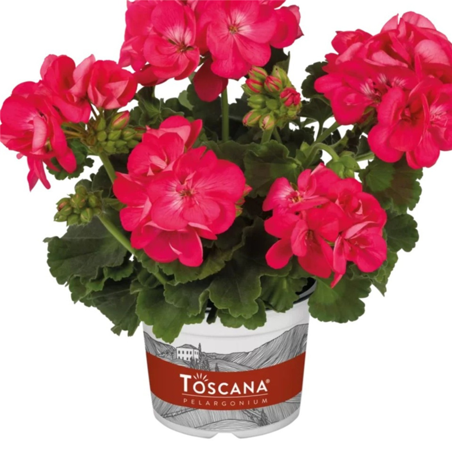 Pelargonija SMART CARLA impr HOT PINK