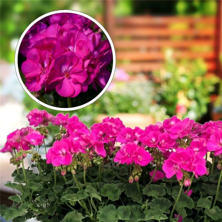 Pelargonija SMART LAURA PURPLE