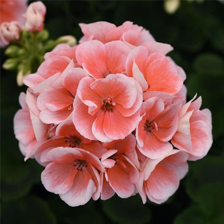 Pelargonija SMART LENJA SALMON