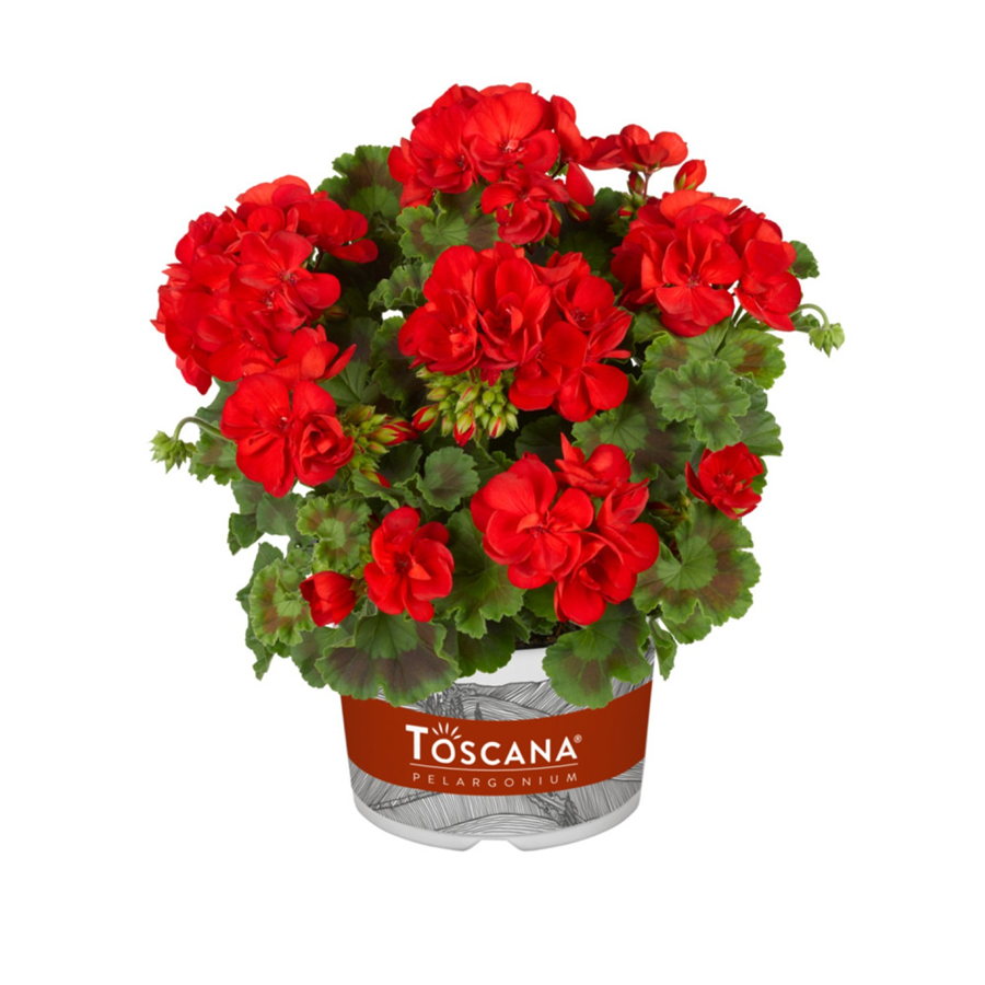 Pelargonija TREND JULIA RED
