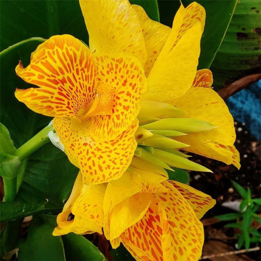 Canna RICHARD WALLACE