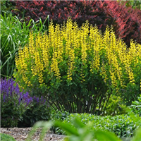 Baptīzija - Baptisia DECADENCE LEMON MERINGUE, P13