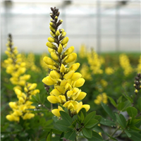 Baptīzija - Baptisia DECADENCE LEMON MERINGUE, P13