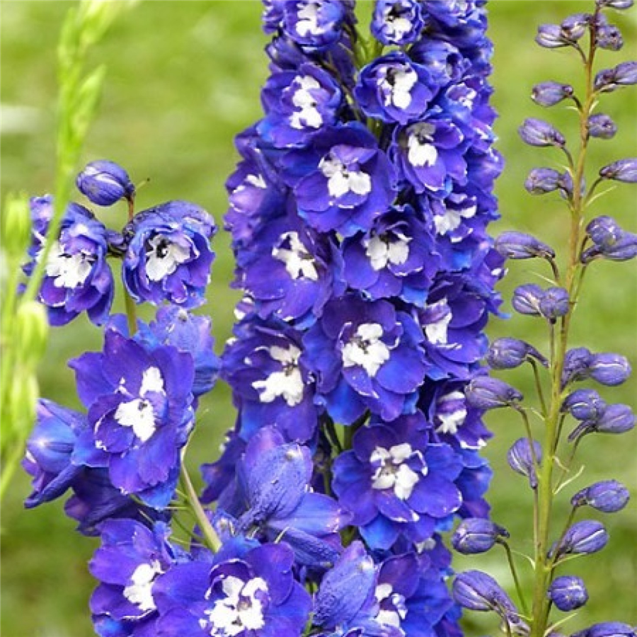 Dārza delfīnija - Delphinium MAGIC FOUNTAINS DARK BLUE P13