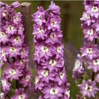 Dārza delfīnija - Delphinium MAGIC FOUNTAINS LILAC ROSE, white bee P13