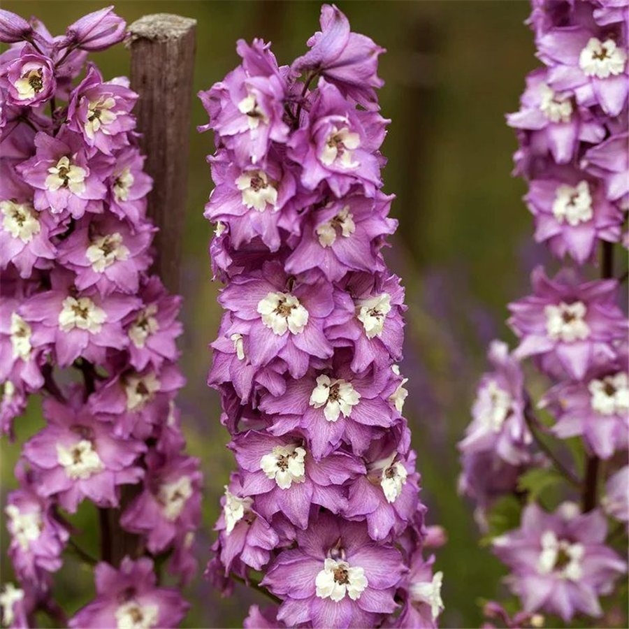Dārza delfīnija - Delphinium MAGIC FOUNTAINS LILAC ROSE, white bee P13