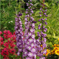 Dārza delfīnija - Delphinium MAGIC FOUNTAINS LILAC ROSE, white bee P13