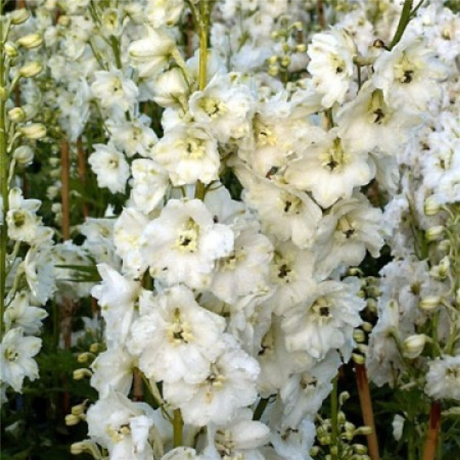 Dārza delfīnija - Delphinium MAGIC FOUNTAINS PURE WHITE P13