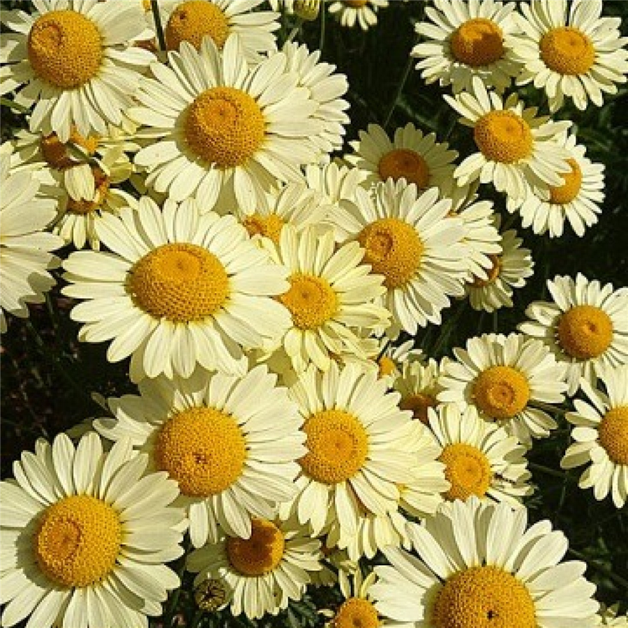 Dzeltenā ilzīte - Anthemis tinctoria 'E.C. Buxton' P11