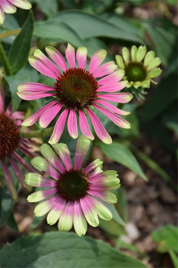 Ehinācija - Echinacea GREEN TWISTER P9