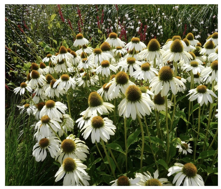 Ehinācija - Echinacea purp. ALBA P9