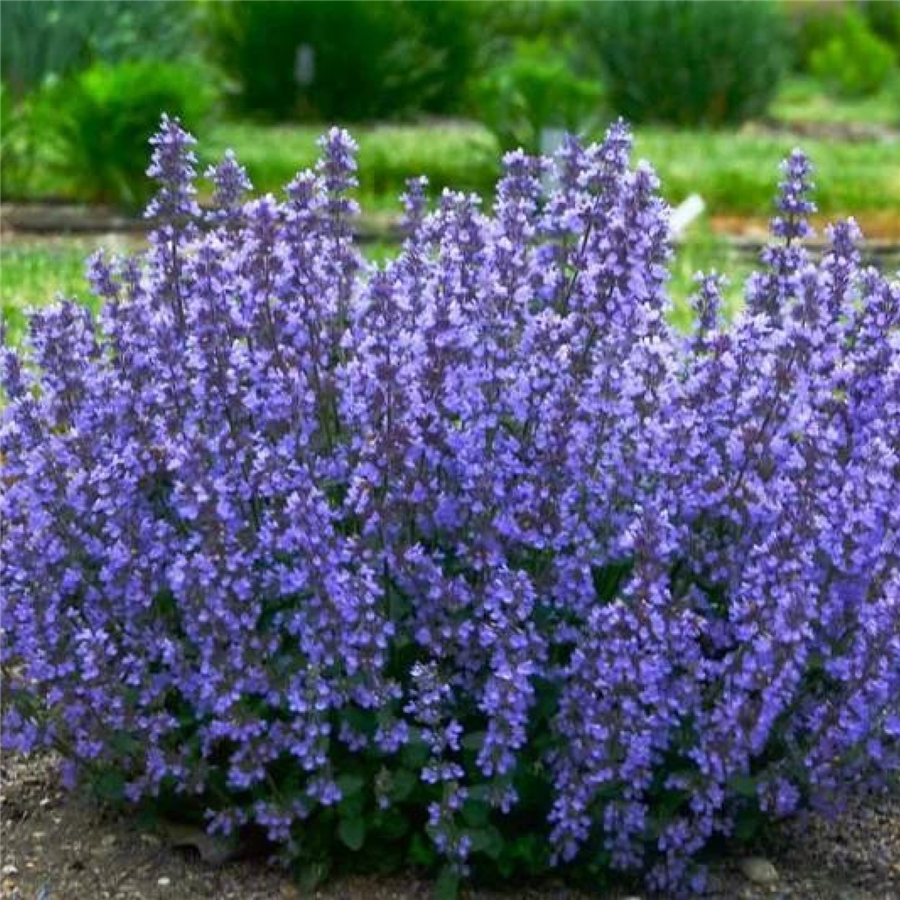 Fāsena kaķumētra - Nepeta faassenii 'CATS  PAJAMAS BLUE P9