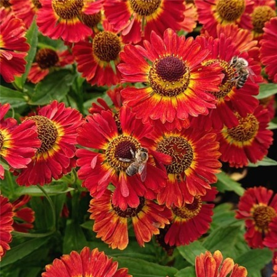 Helēnija - Helenium 'Salsa'®, P13