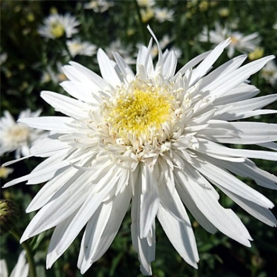 Izcilā pīpene - Leucanthemum x superbum CHRISTINE HAGEMANN P13