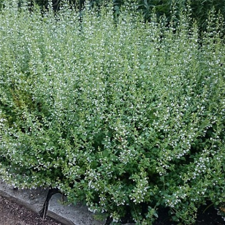 Kaķumētras piparmētra - Calamintha nepeta TRIUMPHATOR P11