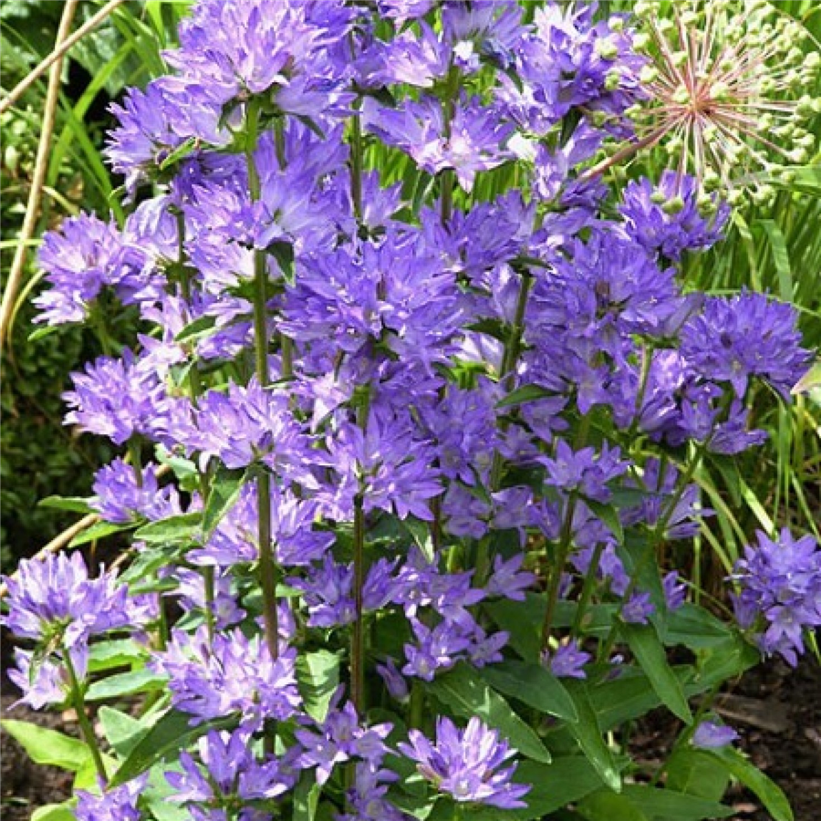 Kamolveida pulkstenīte - Campanula glomerata FREYA P11
