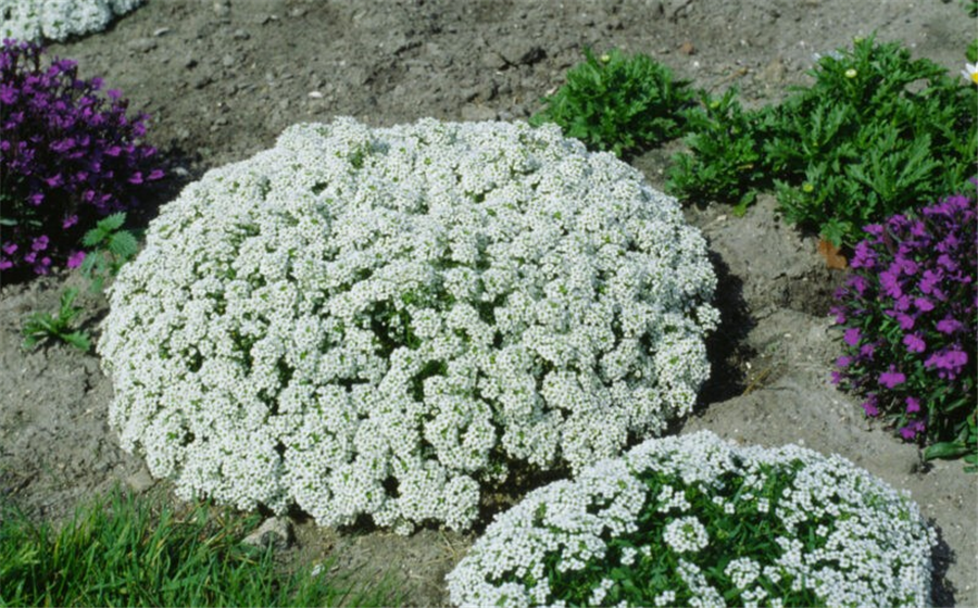 Mūžzaļā ibēre SCHNEEFLOCKE (Iberis sempervirens 'Schneeflocke') P9