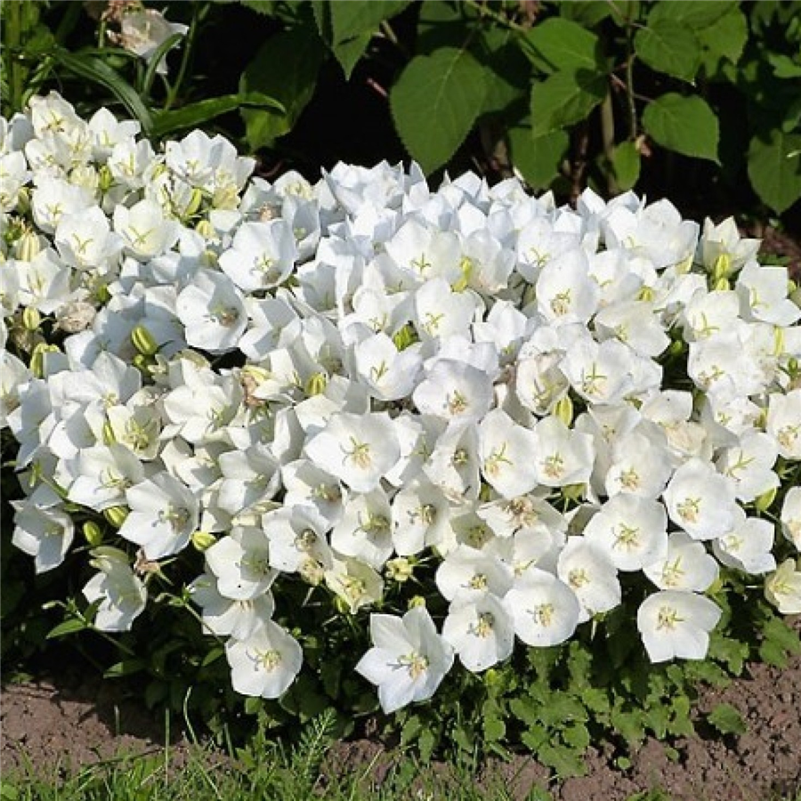 Pulkstenīte - Campanula carpatika WEISS CLIPS P11