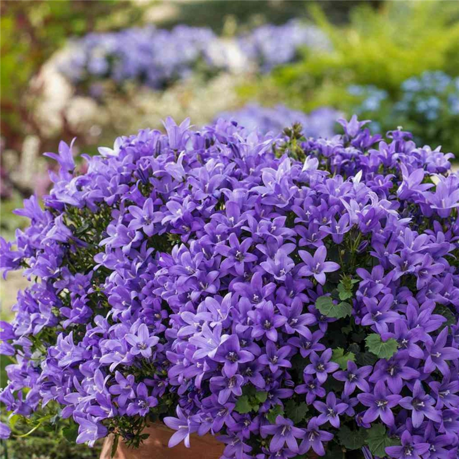 Pulkstenīte - Campanula posch. STELLA P9