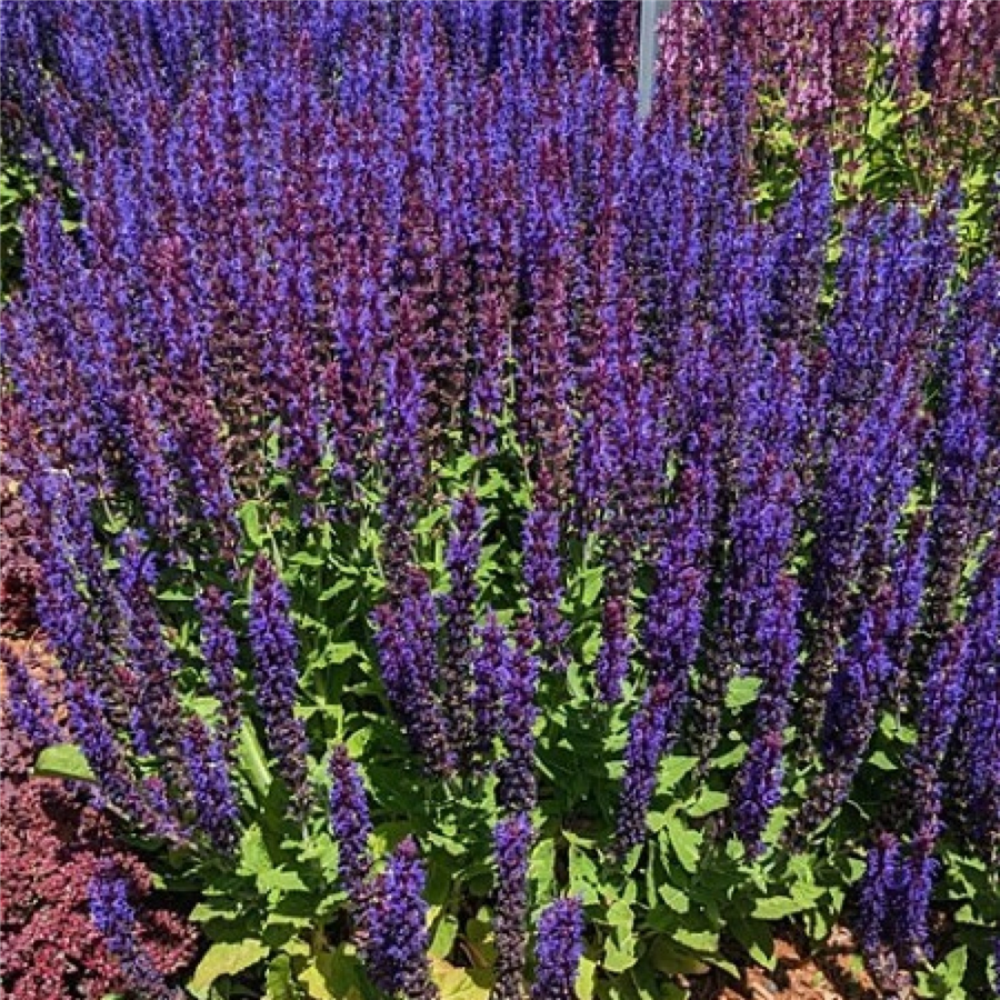 Salvija - Salvia x superba SENSATION DEEP BLUE impr. P11