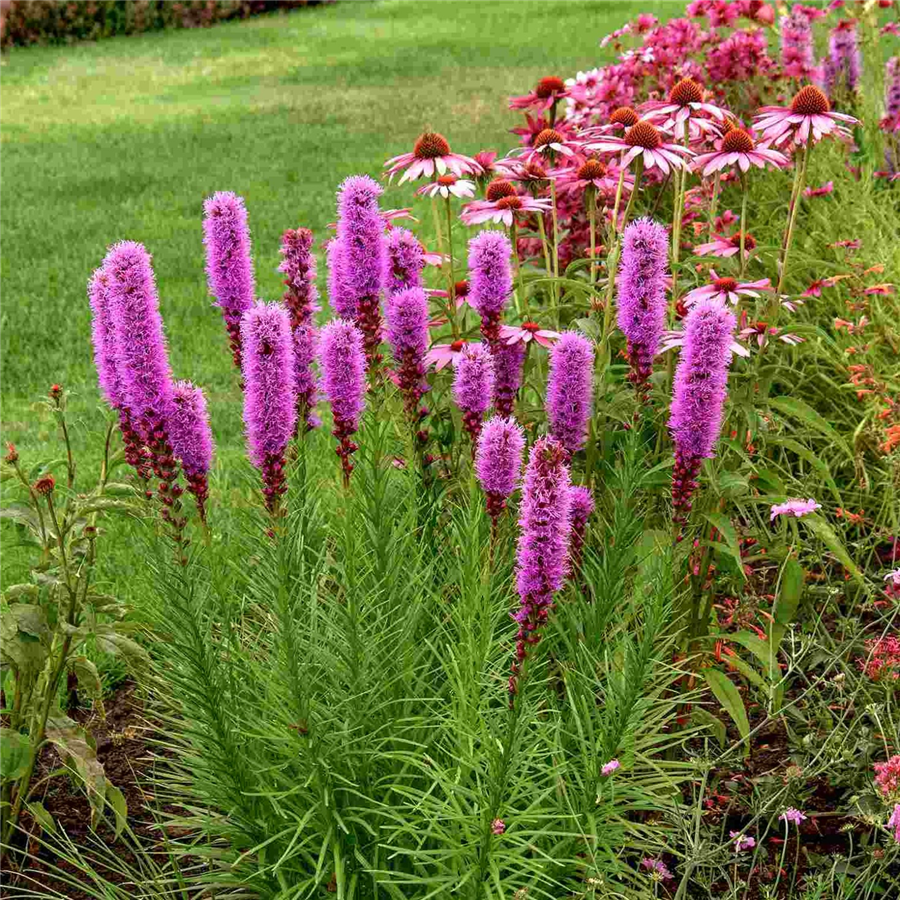 Vārpu liatre - Liatris spicata KOBOLD P11