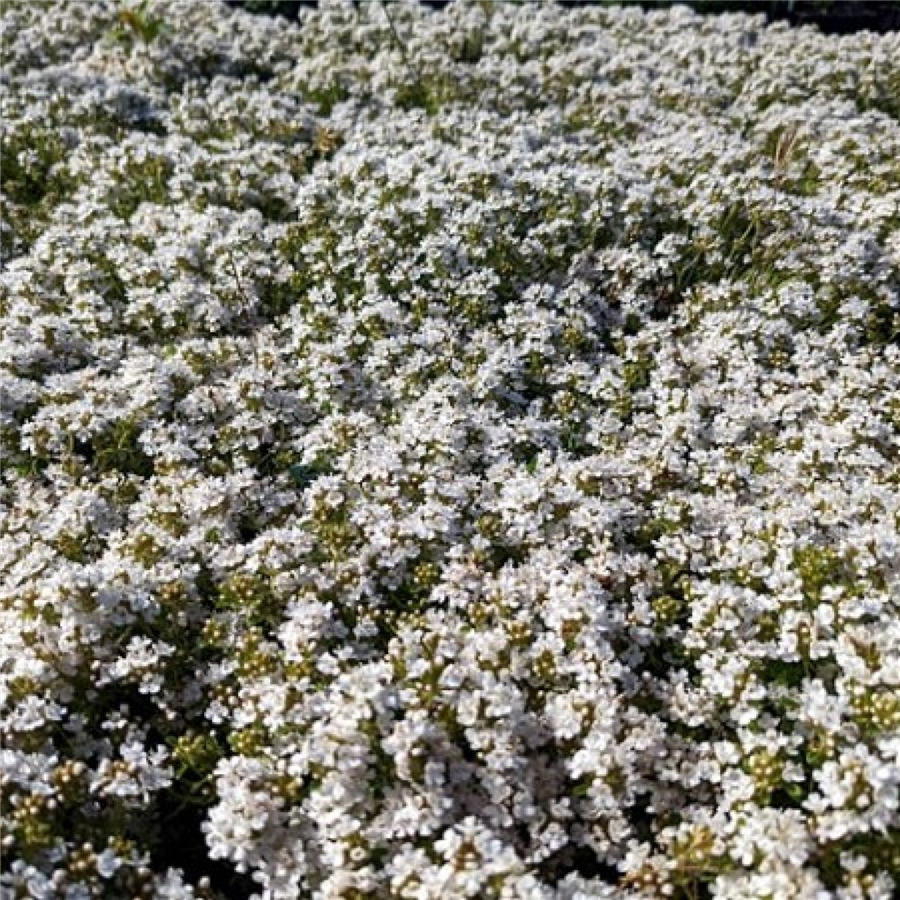 Vilnainais mārsils - Thymus praecox Albiflorus, P9