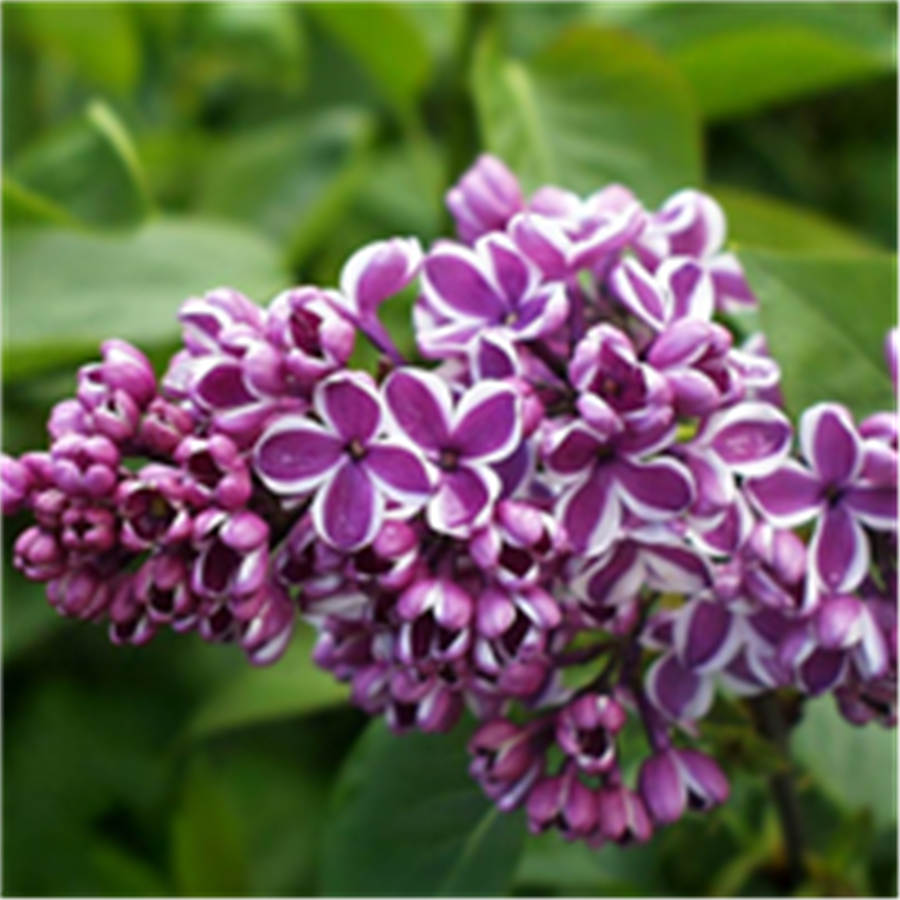 Ceriņš - Syringa vulgaris SENSATION