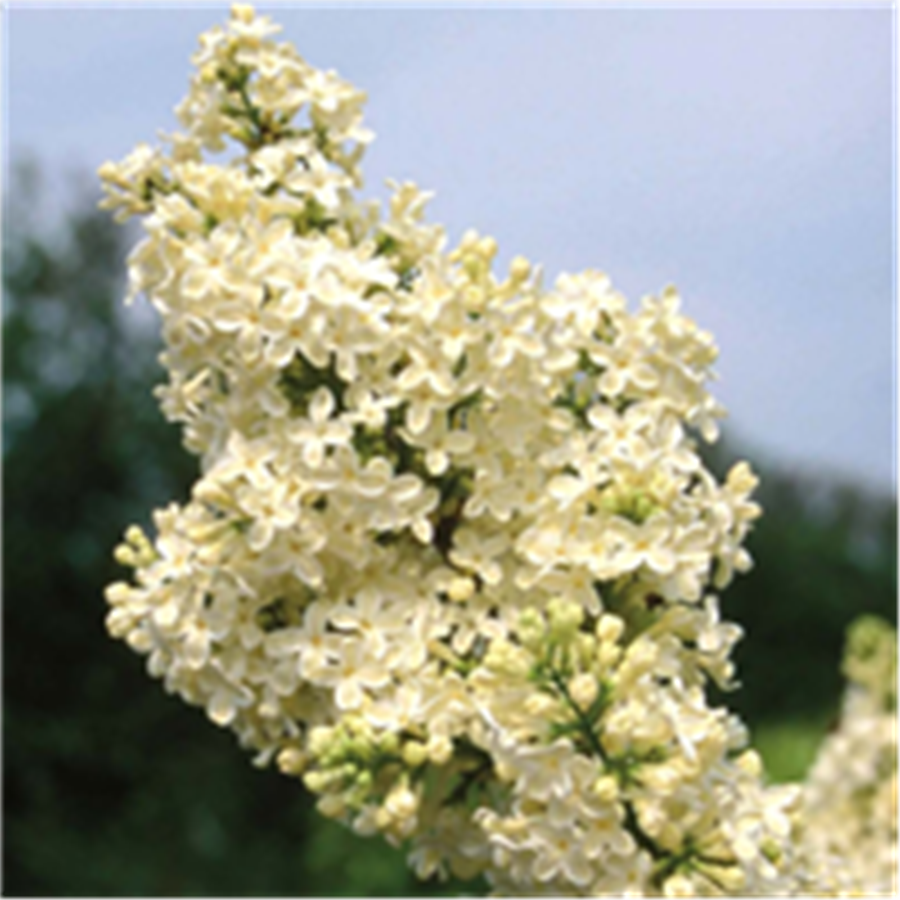 Ceriņš -  Syringa vulgaris PRIMROSE