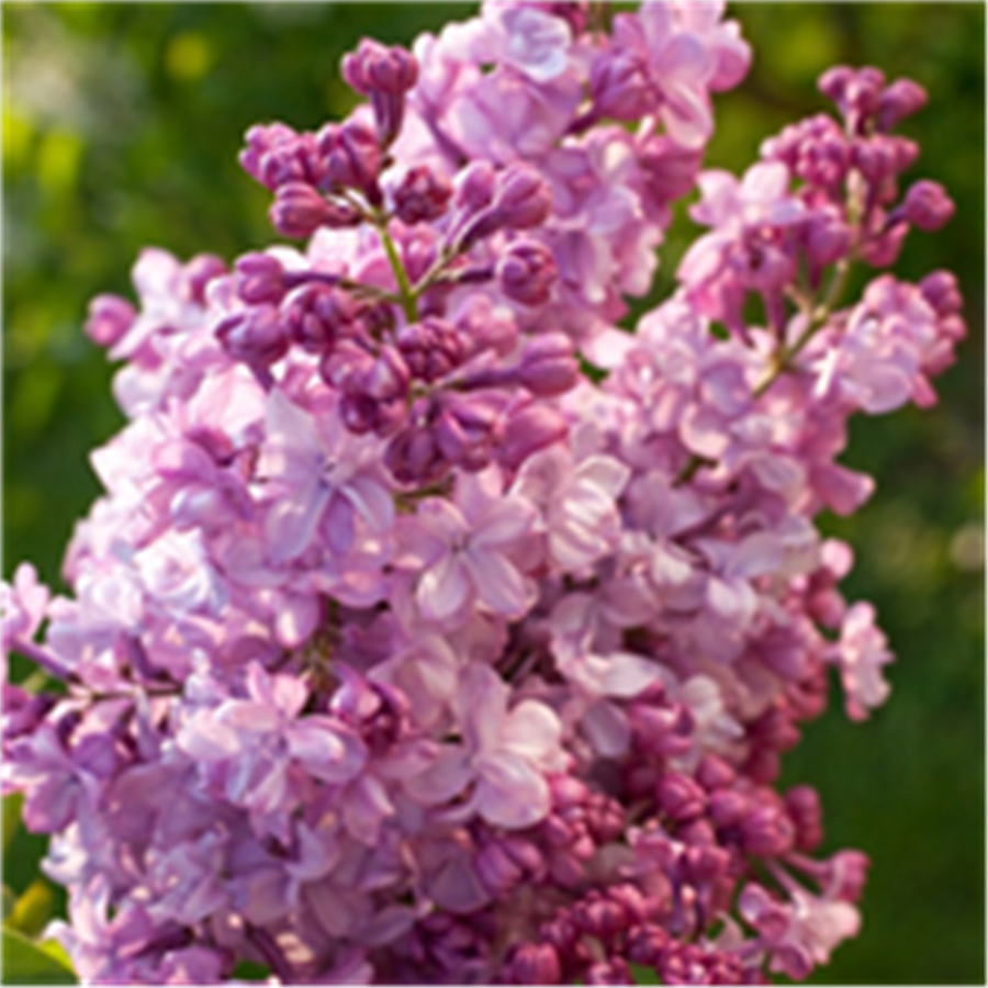 Ceriņš -  Syringa vulgaris GENERAL PERSHING