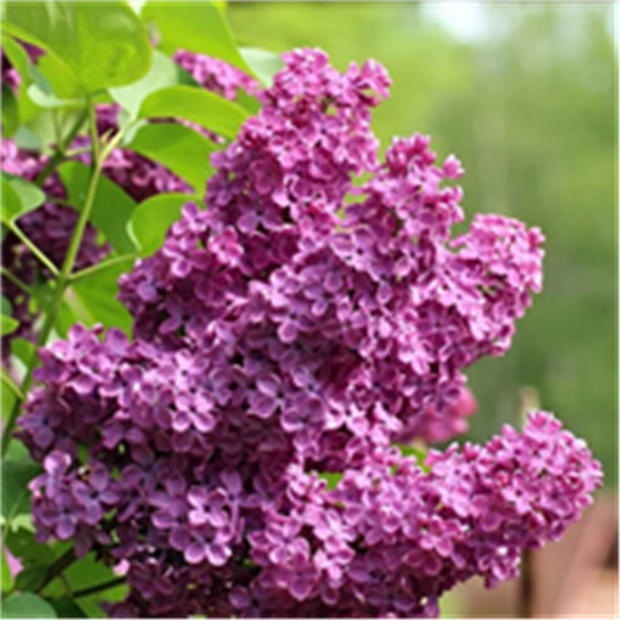 Ceriņš -  Syringa vulgaris CHARLES JOLY