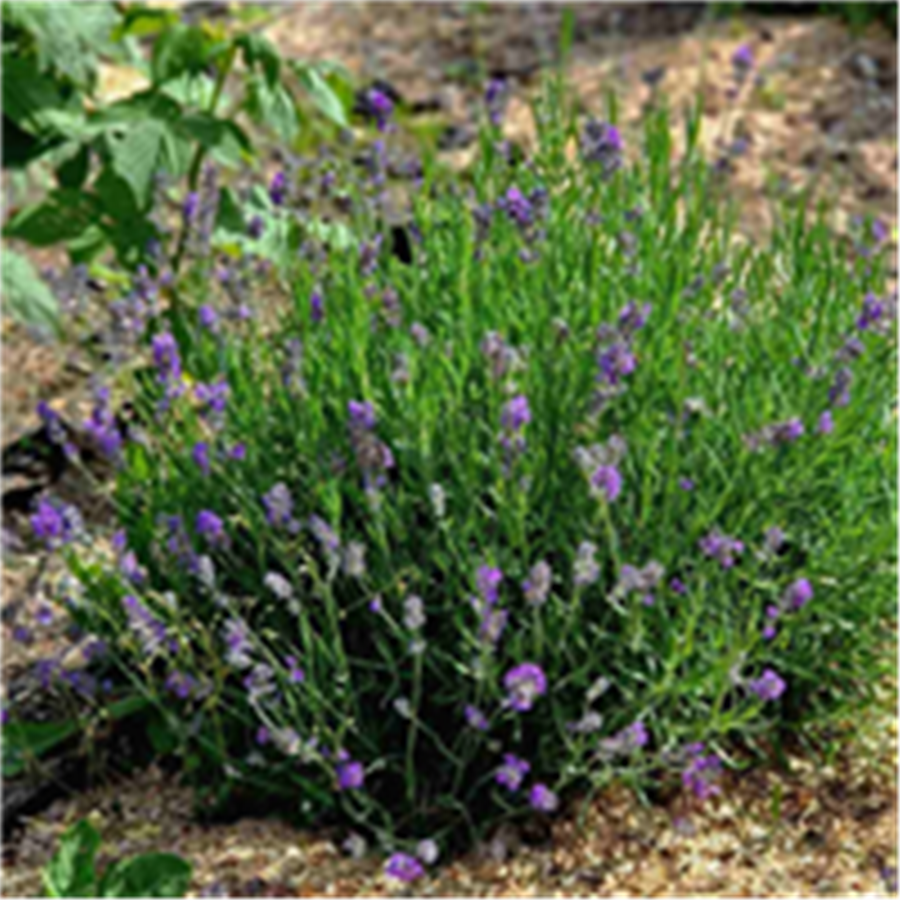 Lavanda - Lavandula angustifolia MUNSTEAD STRAIN konteinerstāds - 1 gad. (0,5l)