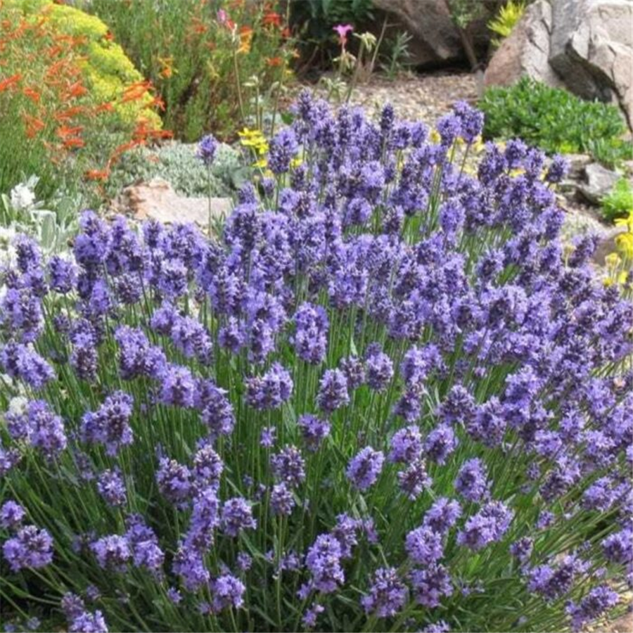 Lavanda - Lavandula angustifolia THUMBELINA LEIGHT kailsaknis