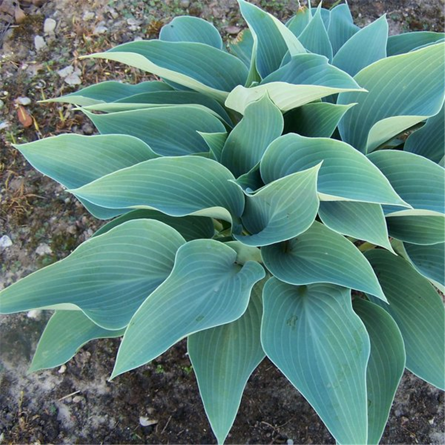 Hosta CANADIAN BLUE