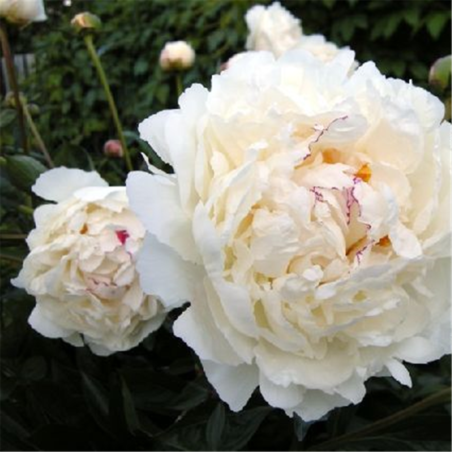 Peonija BOULE DE NEIGE