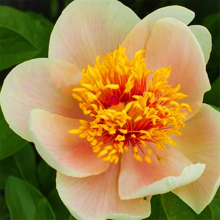 Peonija  APRICOT QWEEN