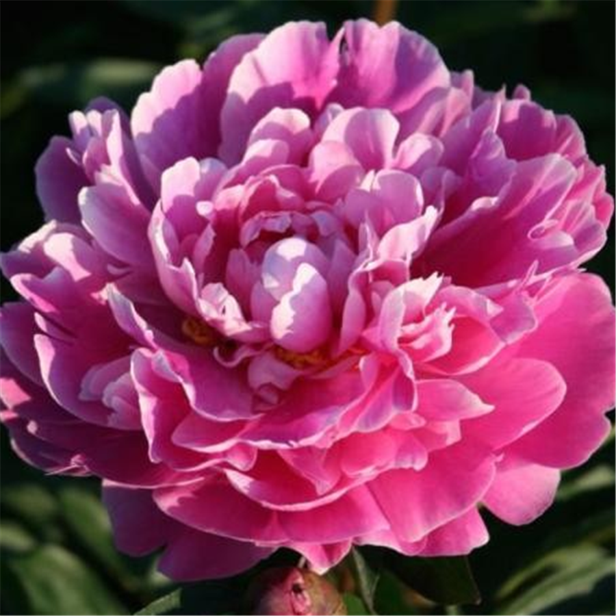 Peonija GILBERT BARTHELOT