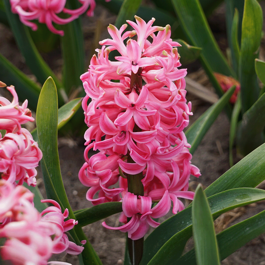 Hiacinte Scarlet Pearl 3gab